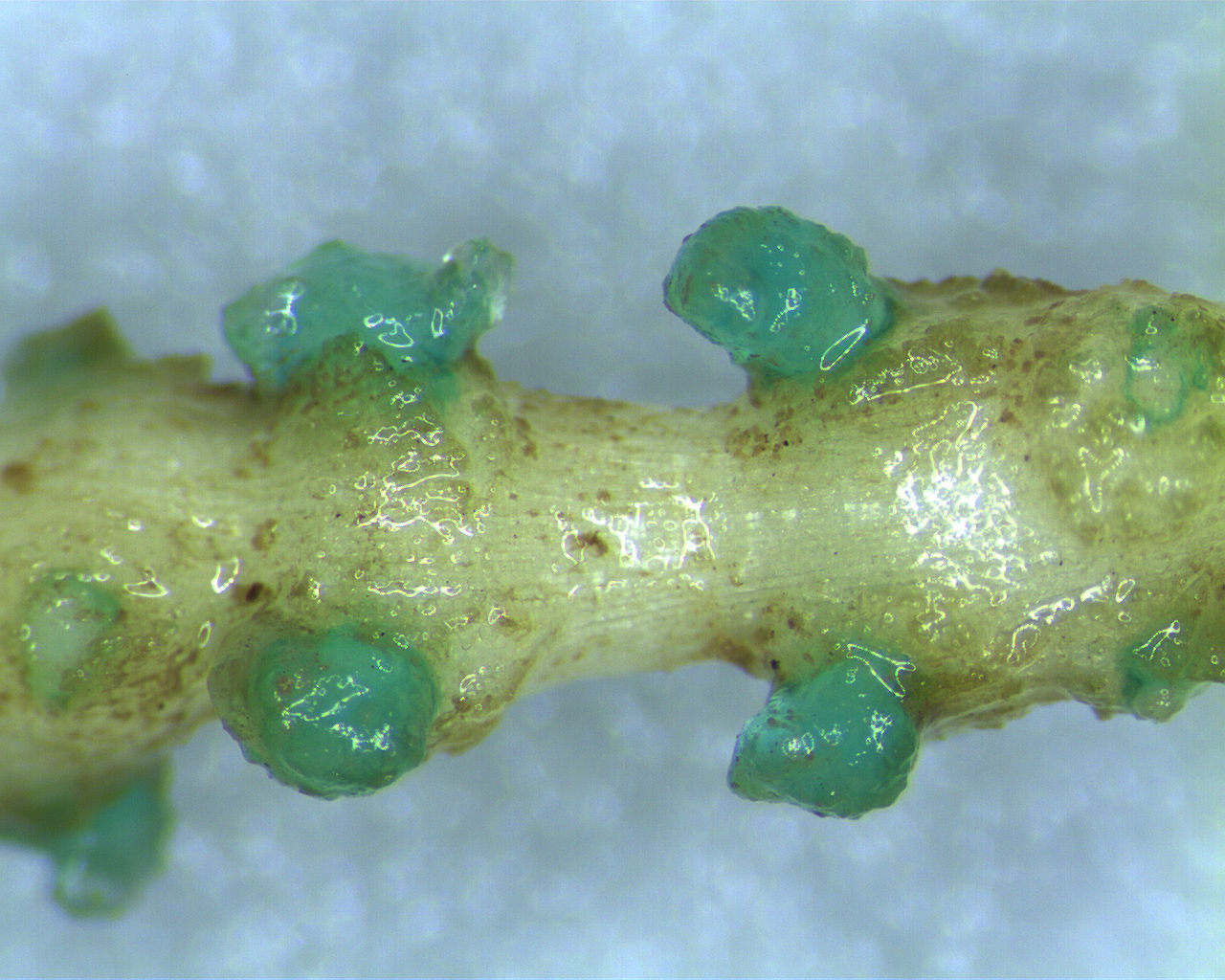 Meloidogyne incognita
